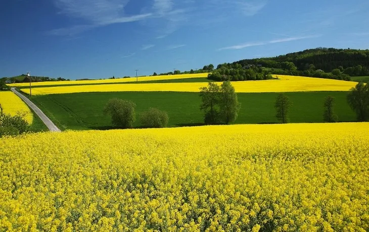 Schlei - Rapsblütenfahrt T26