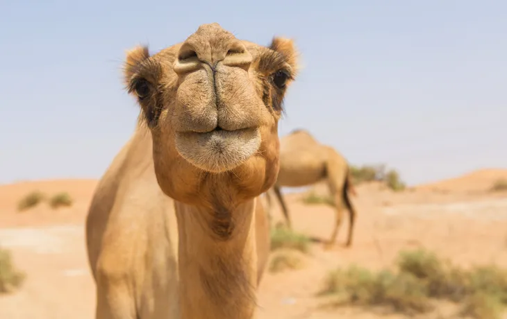 Kamelherde in Eckernworth T26