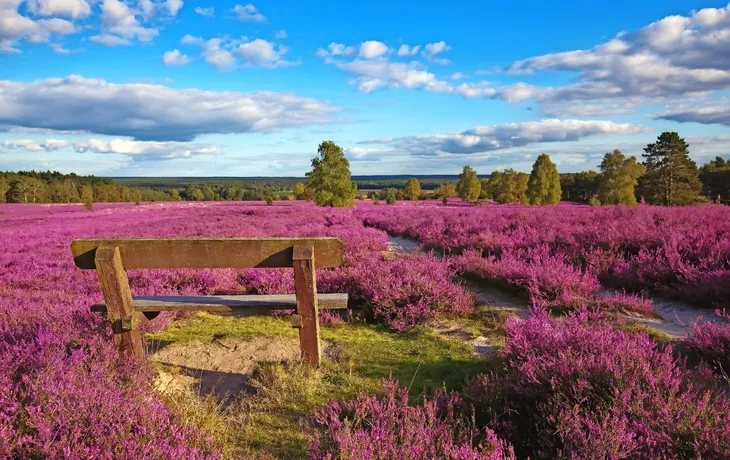 Lüneburger Heide - Schafstallfest T26