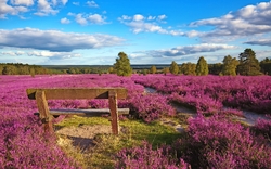 <p><span>Schafstallfest in der Heide</span></p>