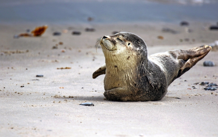 Robbe sonnt sich am Strand.