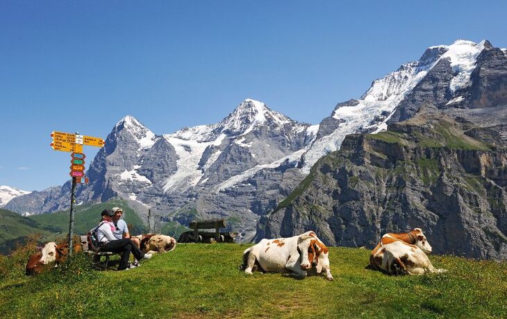 Personen sitzen auf einer Bank am Schilthorn mit Kühen und Bergblick.