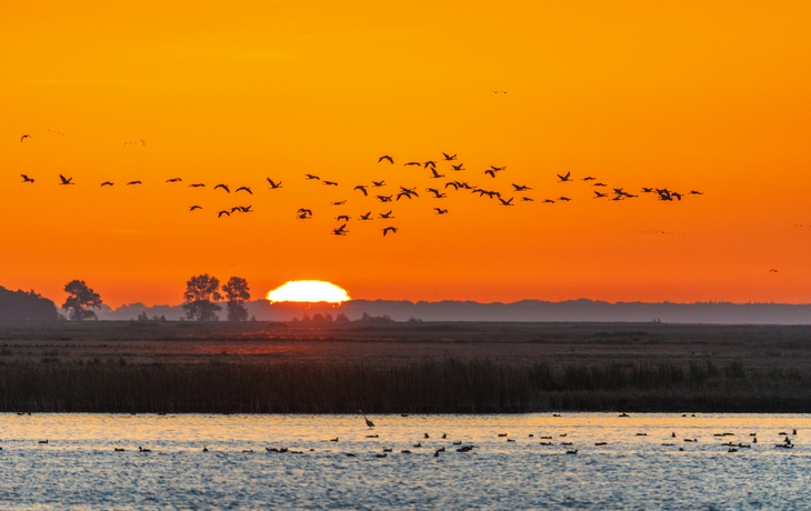 Bodden mit Kranichen