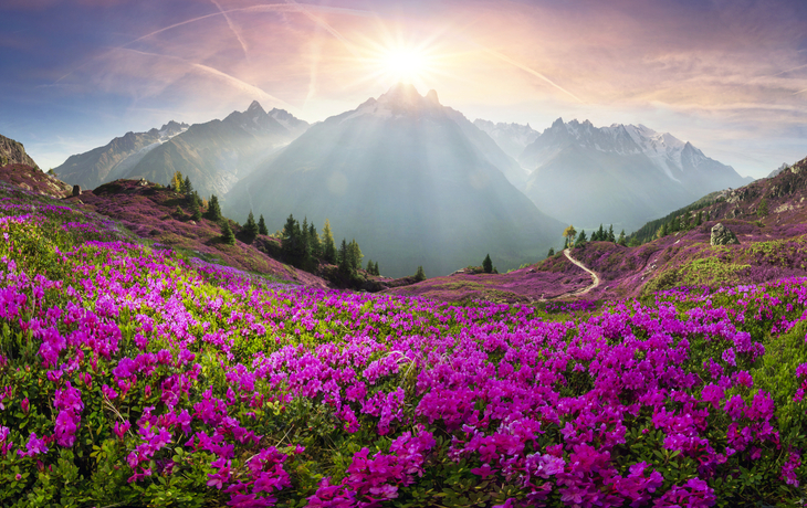 Blumenwiese vor einer Gebirgskette im Sonnenuntergang.