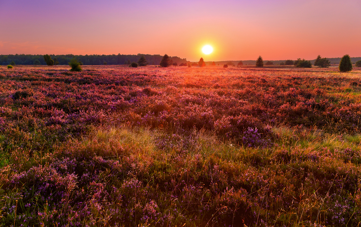 Sonnenuntergang über blühender Heidelandschaft im Sommer