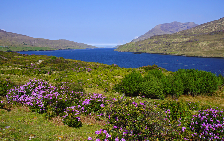 Landschaft mit See, Bergen und blühenden Rhododendren im Vordergrund.
