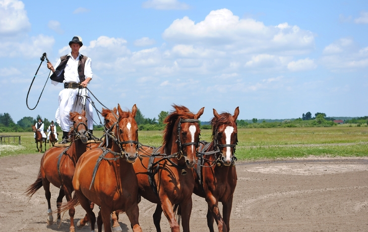 Mann in traditioneller Kleidung auf einem Wagen mit mehreren Pferden auf einer Wiese.