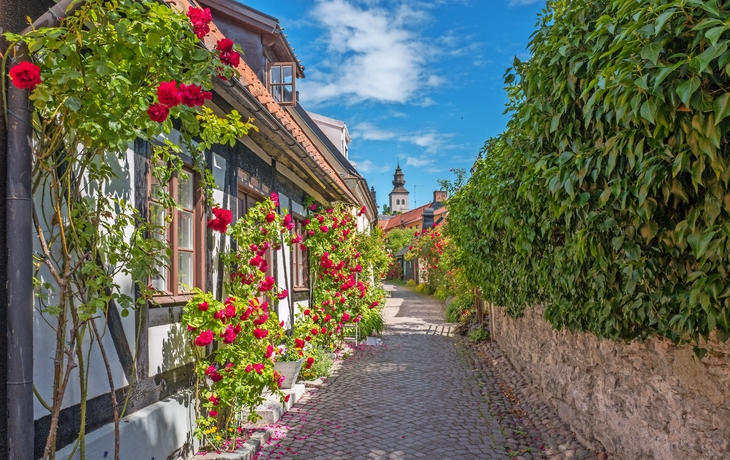 Pflasterstraße mit Fachwerkhaus und blühenden Rosen im Vordergrund, Kirche im Hintergrund.