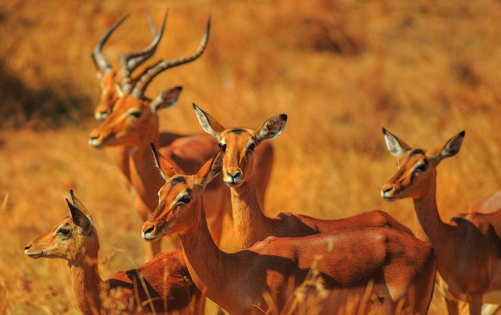 Gruppe von Impalas im Kruger Nationalpark, Südafrika, in ihrer natürlichen Umgebung.