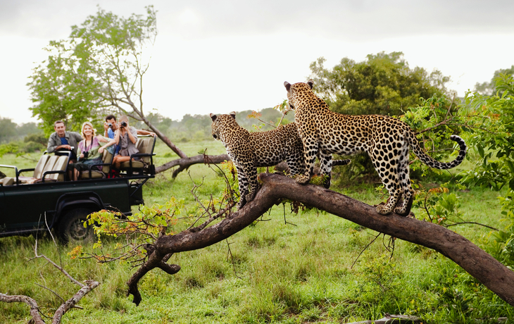 Zwei Leoparden auf einem Baum, Menschen in Safari-Fahrzeug im Hintergrund.