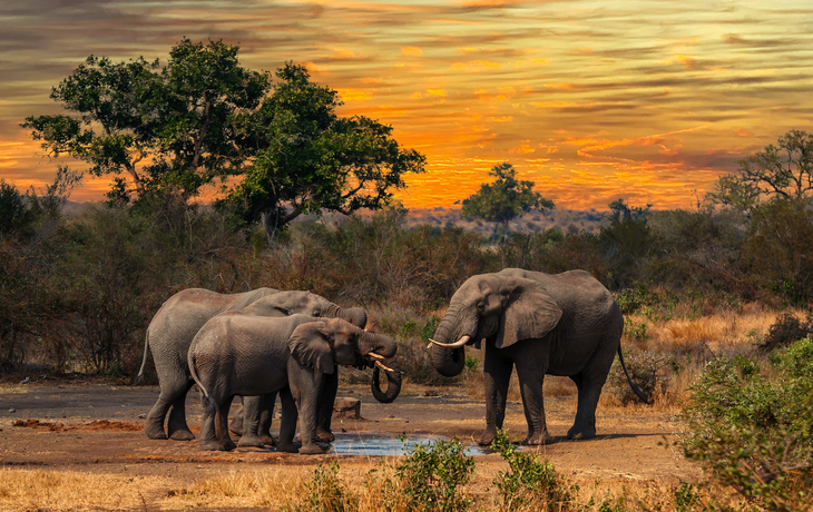 Elefantenfamilie im Krüger Nationalpark bei Sonnenuntergang.