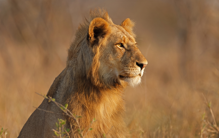 Porträt eines jungen männlichen afrikanischen Löwen im Krüger-Nationalpark, Südafrika.