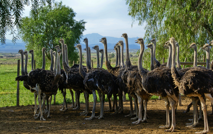 Eine Gruppe Strauße auf einem Feld.