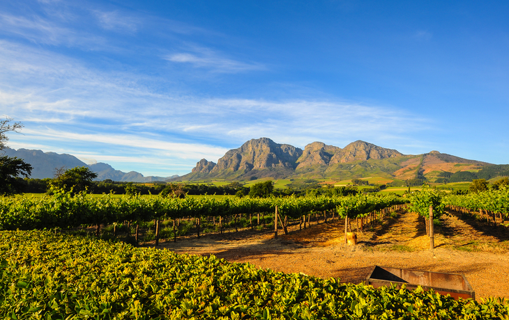 Weinberge vor einer Berglandschaft bei klarem Himmel