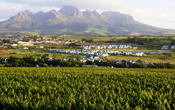 Weinberge vor einer Berglandschaft mit einer Wohnsiedlung im Hintergrund.