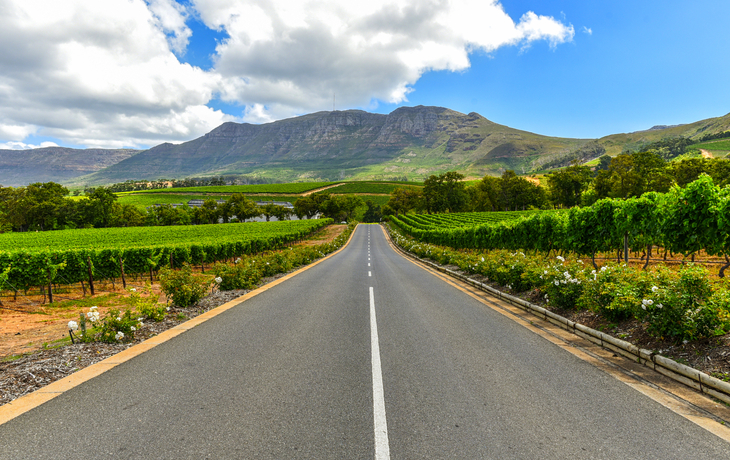 Straße durch eine grüne Weinlandschaft mit Bergen im Hintergrund.