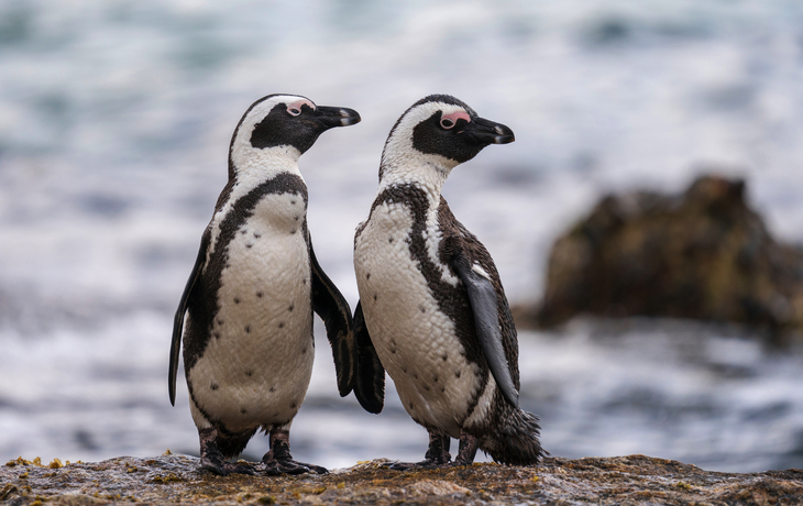 Zwei Pinguine auf einem Felsen am Meer.