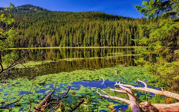 Bergsee mit Seerosen und umgebenden Nadelbäumen unter blauem Himmel